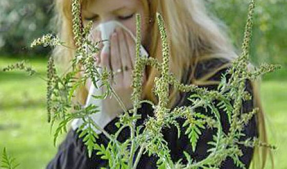 Опасное растение заставляет аллергиков в Черкассах сидеть дома