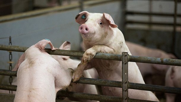 Свиная чума вспыхнула в нескольких областях Украины