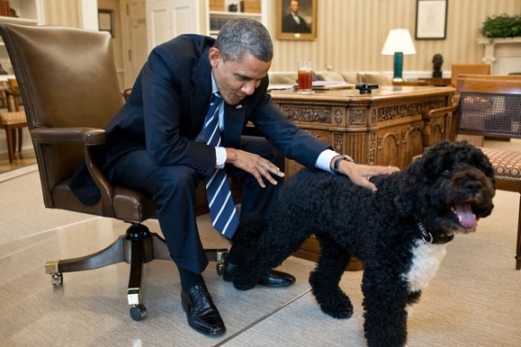 Изувечил не на шутку: собака Обамы напал на подругу семьи (ФОТО). То, что он сделал с ней, шокирует. Она может остаться с этим навсегда