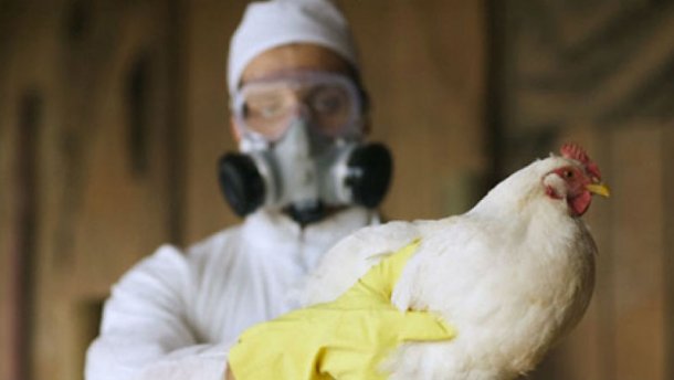 В двух областях Украины зафиксировали птичий грипп
