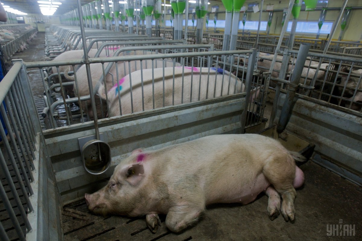 Беларусь ограничила ввоз свинины из Донецкой области