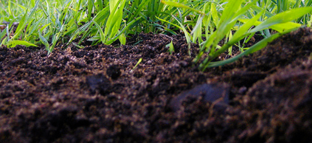 Экологи бьют тревогу: плодородные черноземы Тернопольщины портят химикатами
