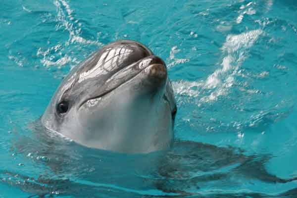 Что же там происходит? НА Одесщине нашли десятки дохлых дельфинов