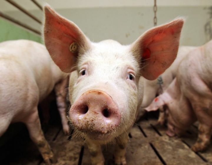 В Украине нашли африканскую чуму свиней