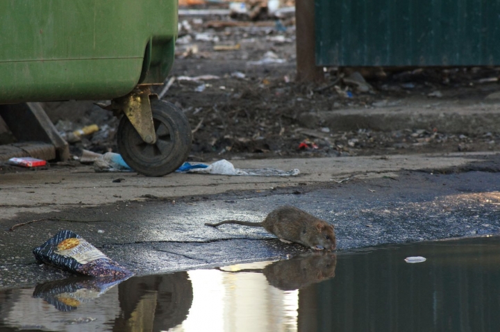 Ужасная смерть пенсионерки: Тело сгрызли крысы