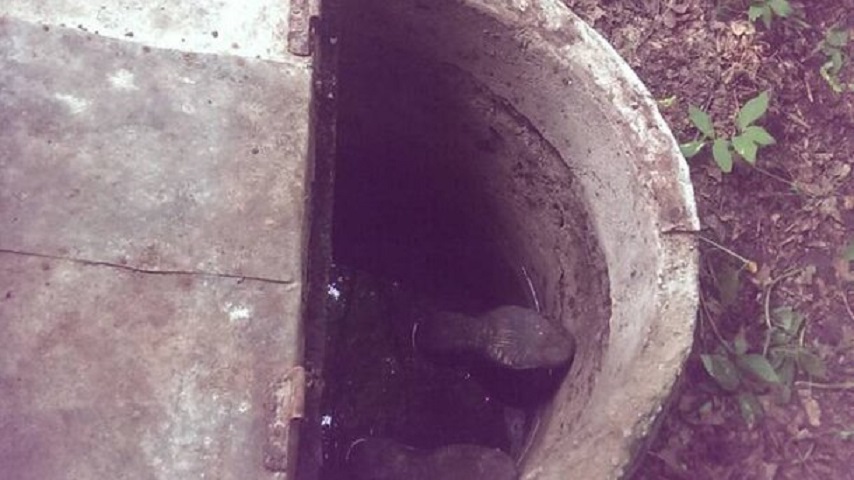 «Уже был без признаков жизни…»: В Киевской области мужчина утопился в колодце