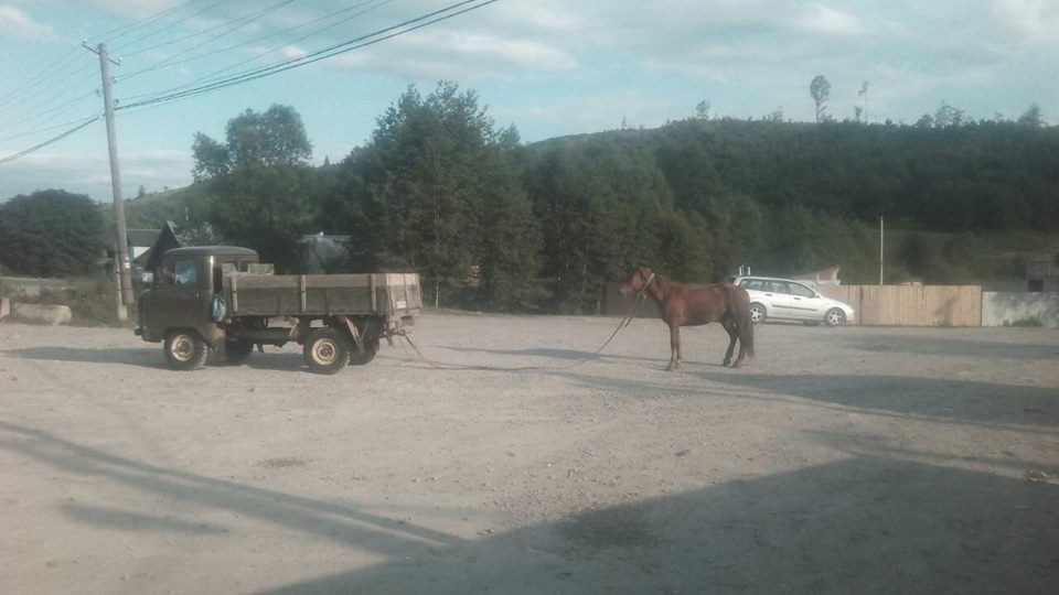«Привязал коня к автомобилю и совал по асфальту»: Жестокое обращение лесничего с животным возмутило украинцев