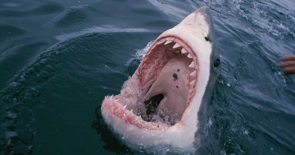 «Пыталась сделать яркое Селфи»: Модель стала жертвой агрессивной акулы
