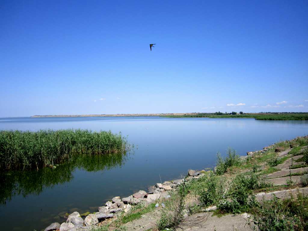 «Он переносит чуму»: В украинских озерах обнаружили опасную существо