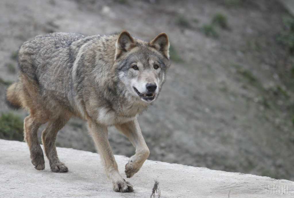 Хотел растерзать: в Тернопольской области на местную жительницу напал волк
